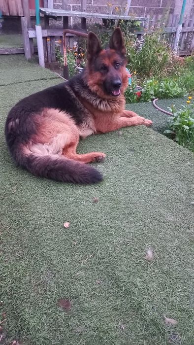 Вязка немецкая овчарка.