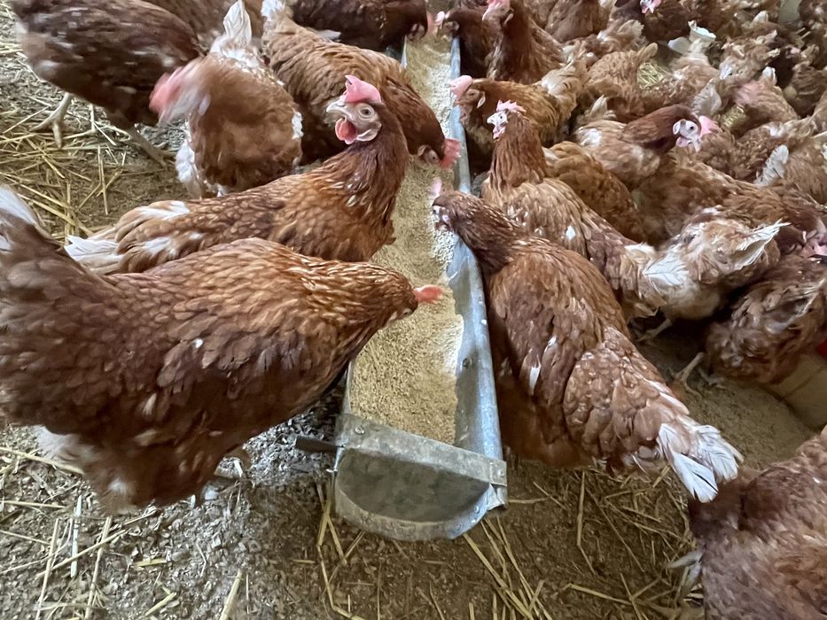 Găini rosii ouatoare Isa Brown, Bals-Boureni!