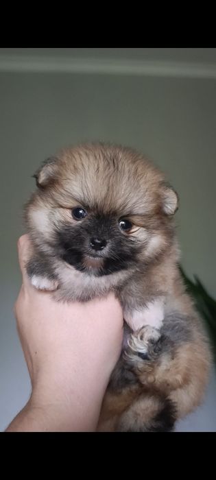 Щенки шпица мини