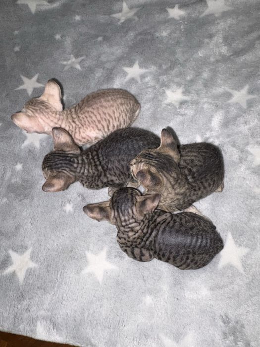 открыта бронь на котят канадский сфинкс