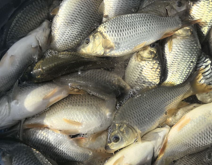 Koproq olsangiz hamyonbop qilib beramiz