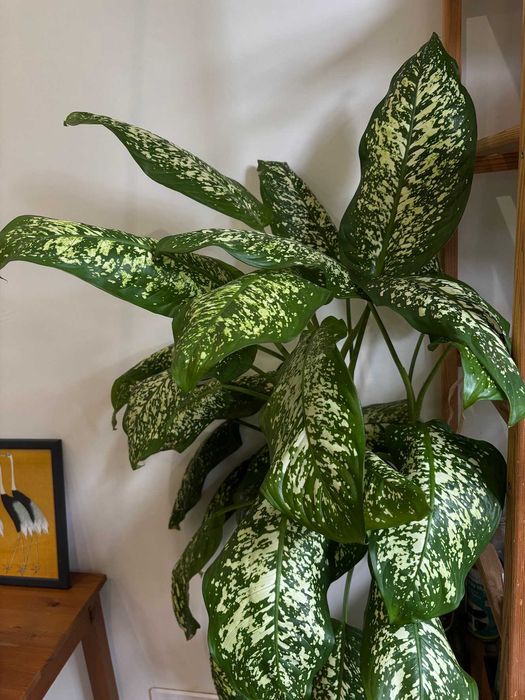 Продам диффенбахию