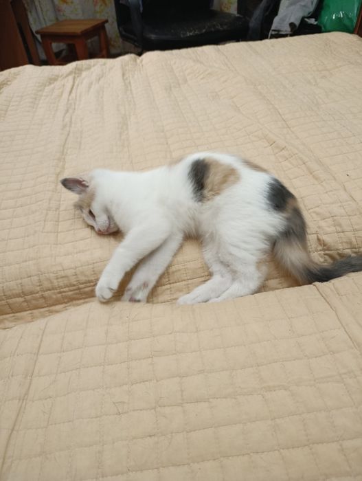 Котёнок в хорошие руки