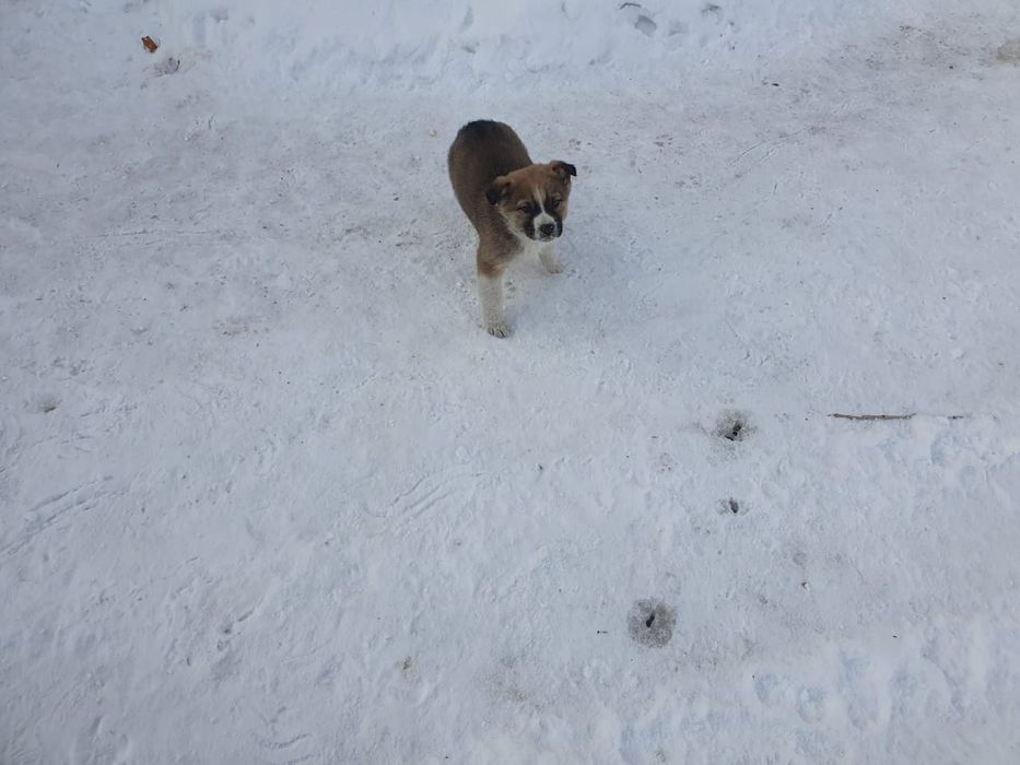 Отдам щенков в добрые руки