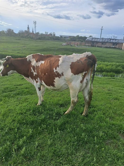Vând vaca Red Holstein