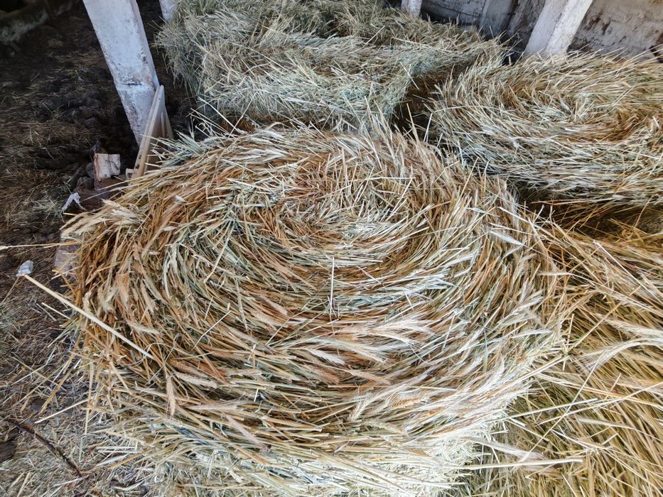 Baloti rotunzi(Borcea.,ovaz,triticale,mazare)250 lei