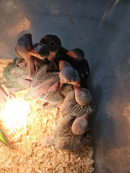 Micul Alexander/Alexandru