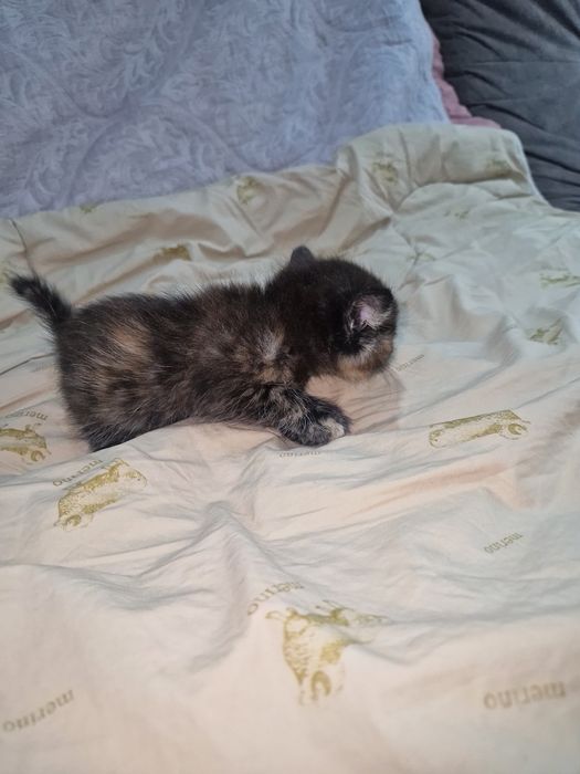 Отдадим котёнка в добрые руки