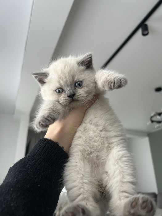 British shorthair alb, pedigree, asigur transport