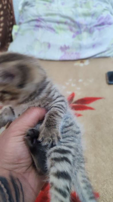 Отдам котят красивых мальчик и девочка