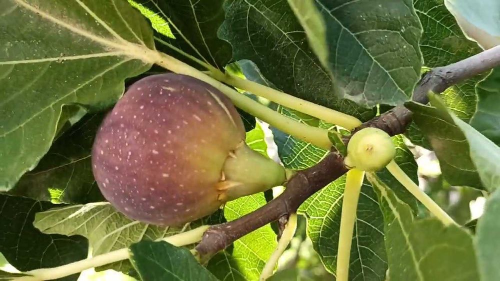 Смокиня  / Разсад Студоустойчиви - Налични 5 сорта