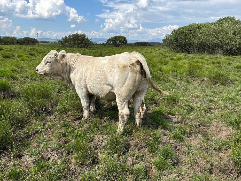 Tăuraş Charolaise cu pedigree