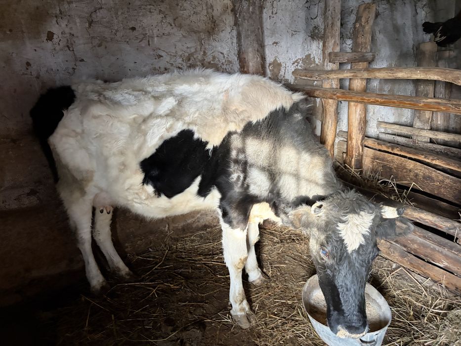 Корова продается