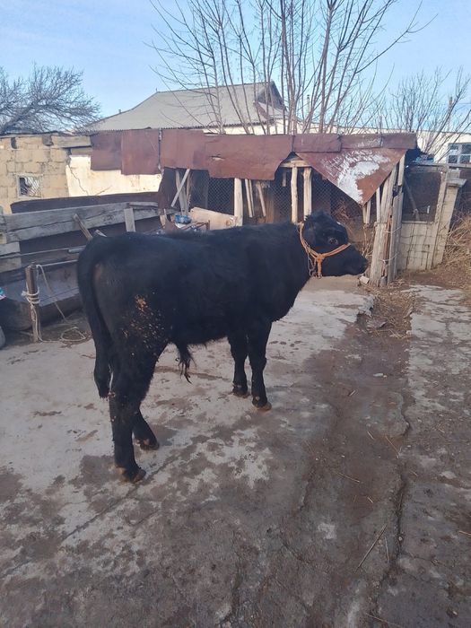 Кудайбирдева 32/1