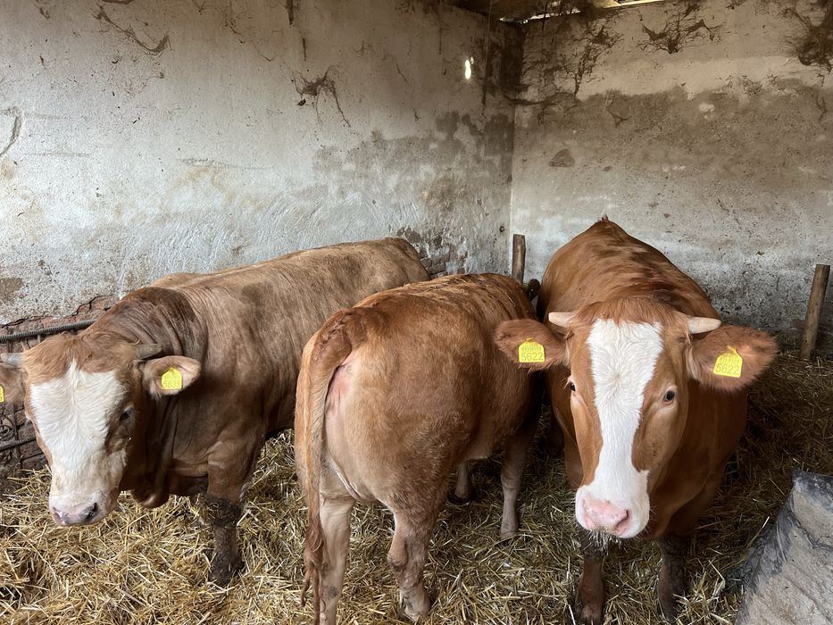 Vitei de carne 380-450kg