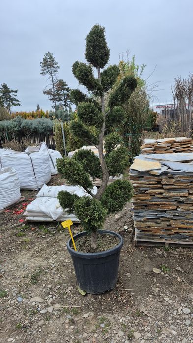 Magnolia  solangiana artar