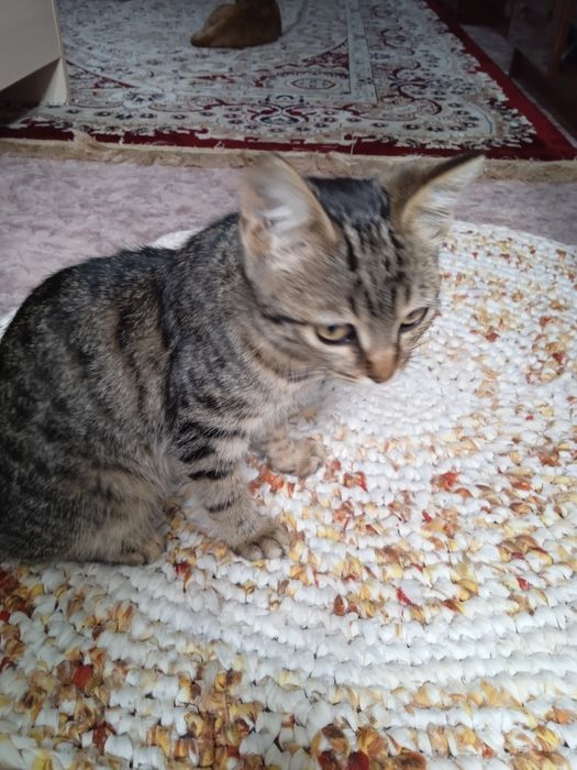 Отдаем катят в добрые руки