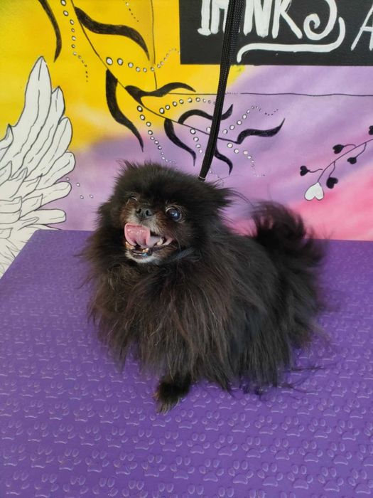 Груминг и разходки за домашни любимци