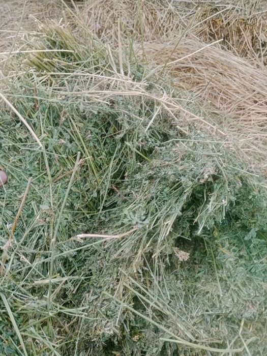 Продам чистую люцерну