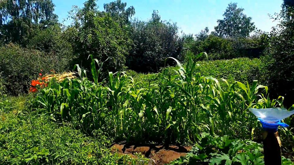 Продам дачу сад "Здоровье-1" 6 соток.