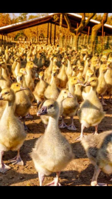 Boboci Gască si Ratǎ