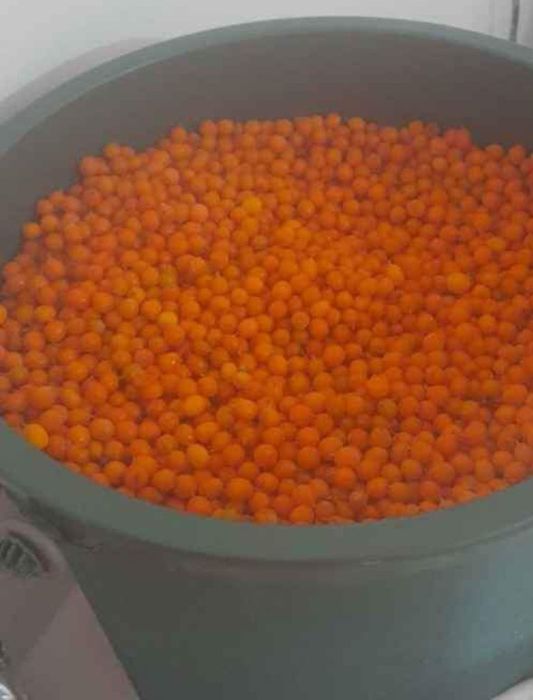 Cătină proaspătă