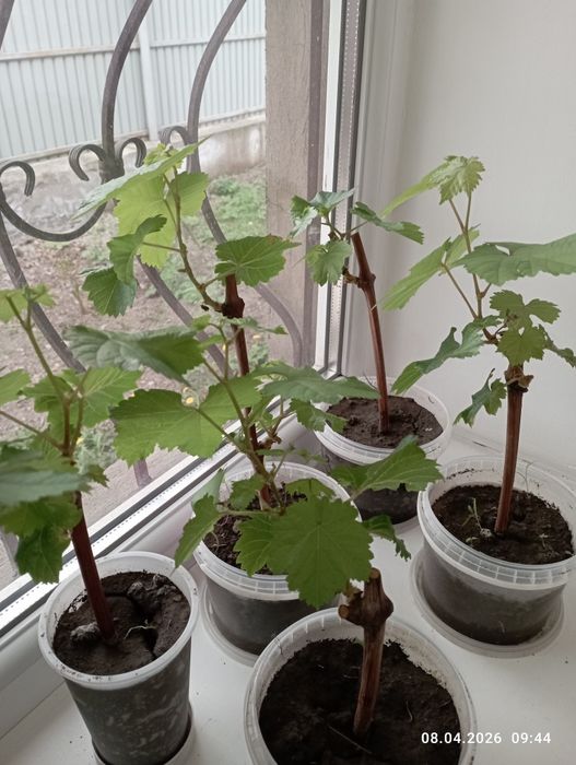 Продам саженцы винограда
