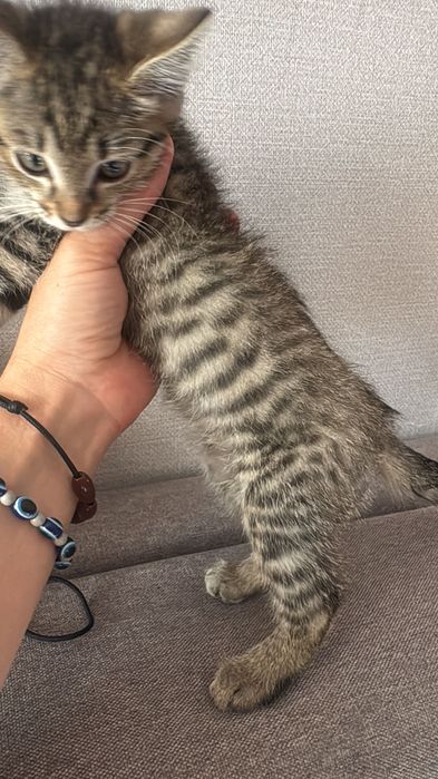 Котейку бесплатно