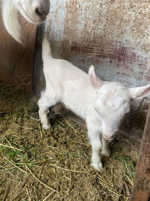 Зааненски Еркек Лак