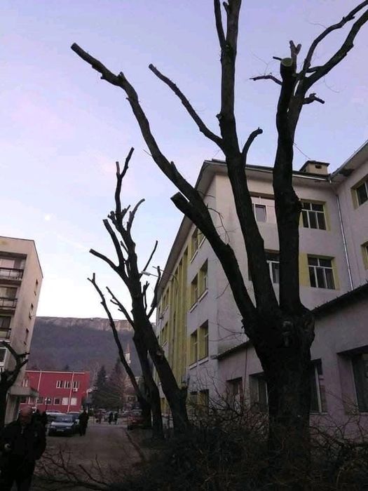 Рязане на високи и опасни дървета