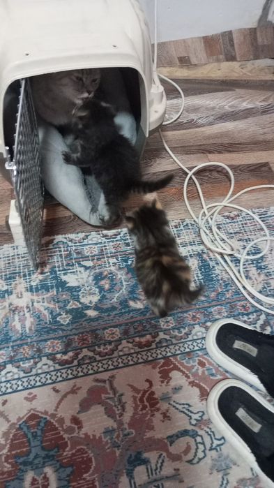 Отдаем котиков в хорошие руки