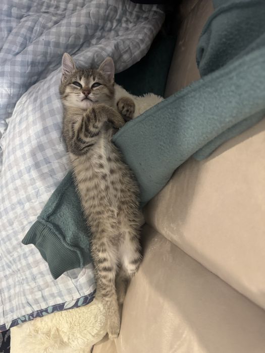Котонок очень милый игривая