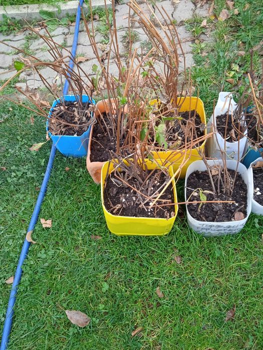 Клематис  Жакмана