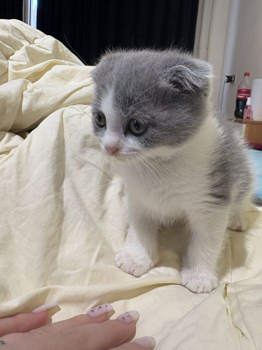 Шотландский кошка