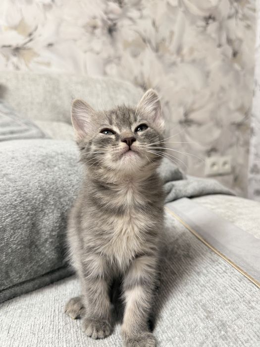 Отдам девочку котенка бесплатно