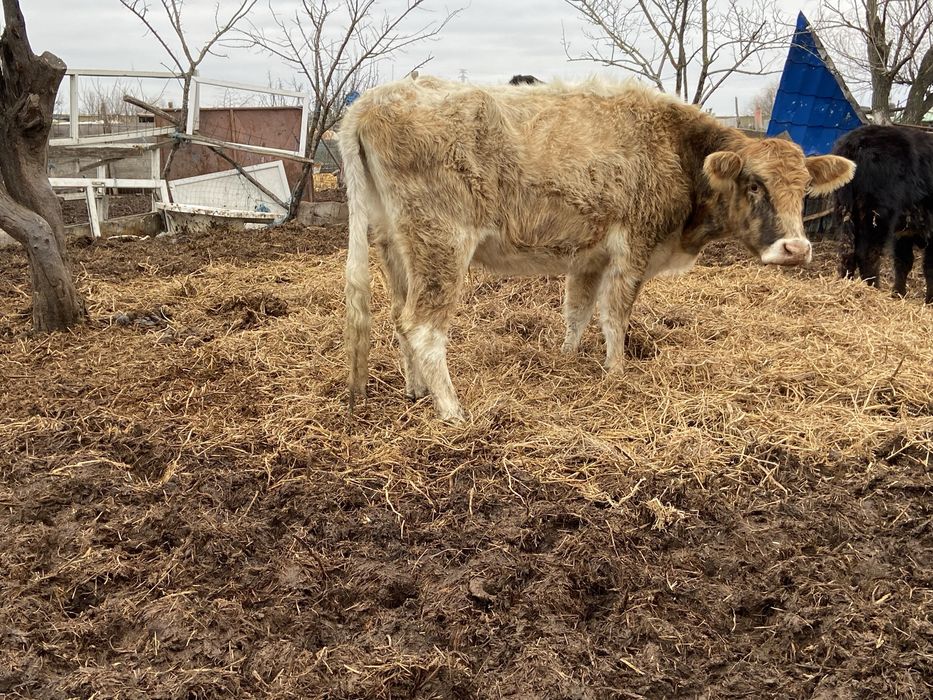 Vand  vaca   Mai mult detali la telefon