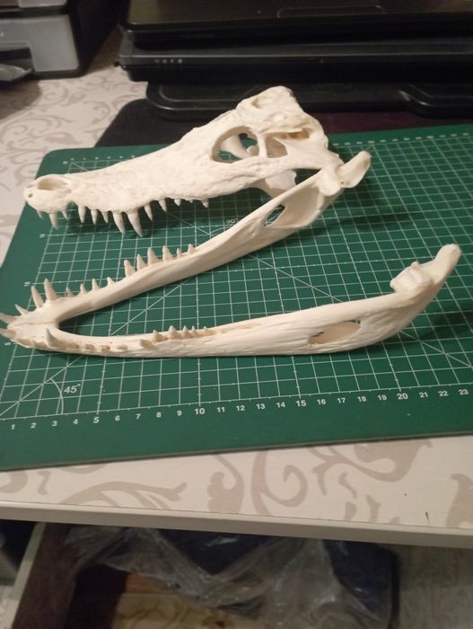Череп крокодила.