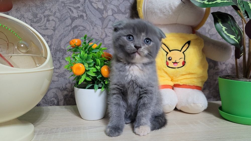 Котята шотландские вислоухие