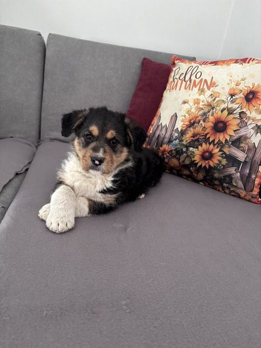 Малки      кучета