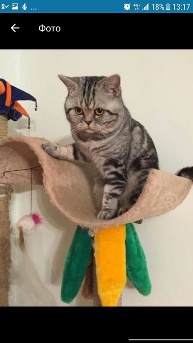 Британец чемпион