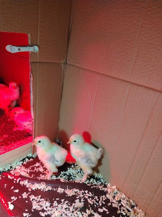 Ouă pentru incubat.