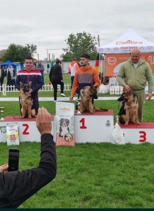 Vând mascul ciobanesc german