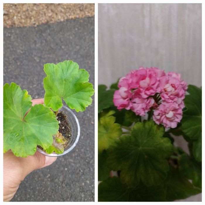 Сциндапсус Треби