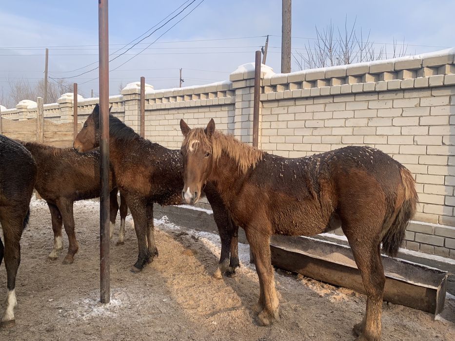 Продам лошадей упитанных 520000 тг