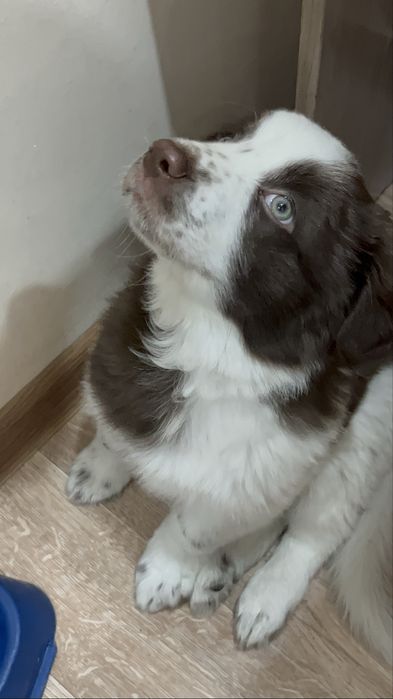 Отдам щенка мальчик