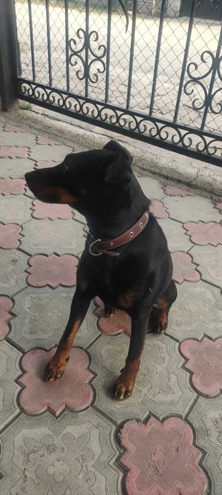 Ягдтерьер мальчик.Только вязка