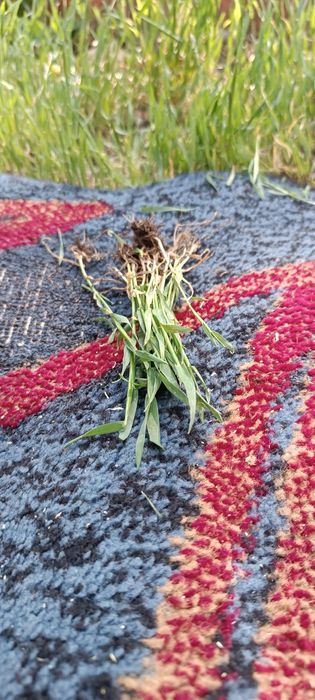 Трава новая корни целые