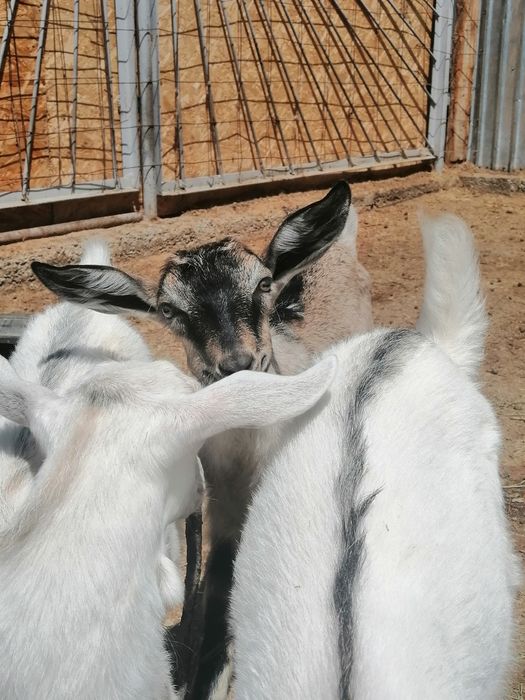 Еркек Лақтар сатылады