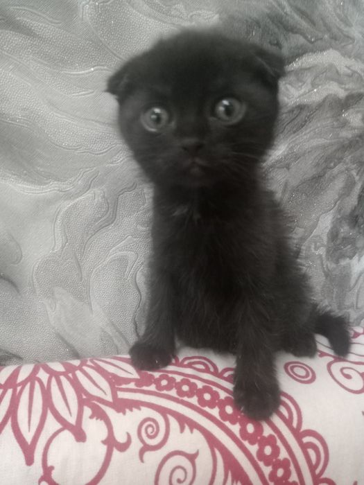 Продам вислоухого котенка