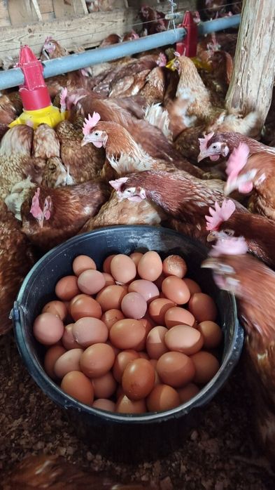 Găini tinere ouătoare în plina curba de ouat